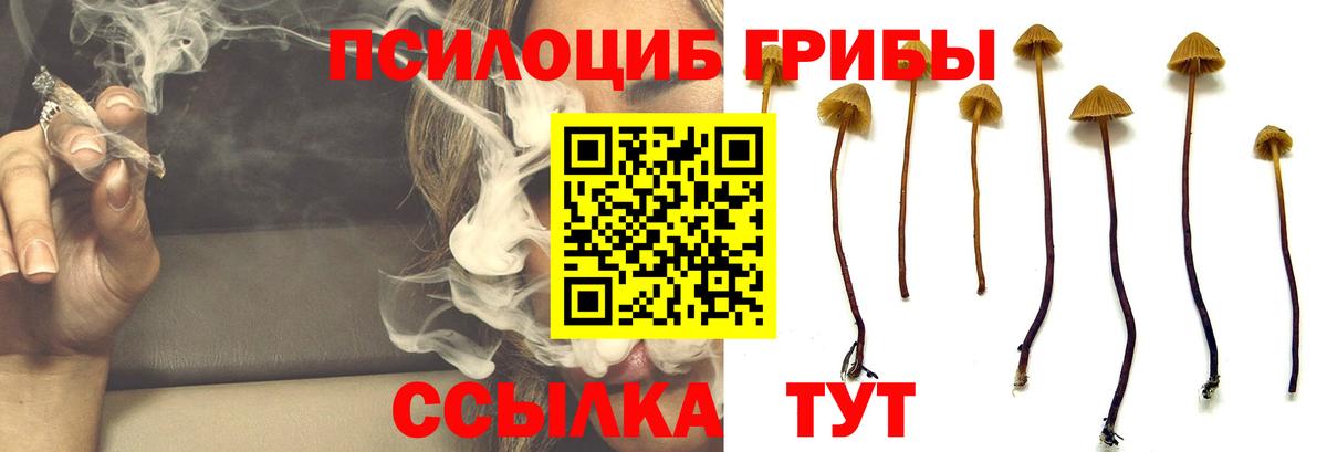 Галлюциногенные грибы Cubensis  Вход с VPN  Ефремов 